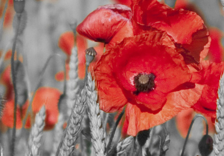 Canvas Art Print Poppies in the grain 58762 additionalImage 5