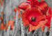 Canvas Art Print Poppies in the grain 58762 additionalThumb 5