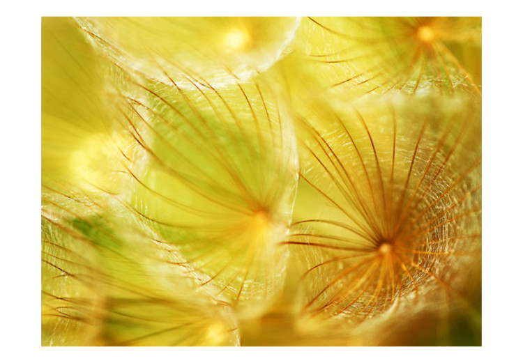 Wall Mural Delicate Floral Motif - Sunny Close-up of Dandelion Puffs 60362 additionalImage 1