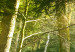 Leinwandbild  The Beauty of the Forest 62462 additionalThumb 5