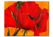 Cuadro decorativo Amapola (1 pieza) - naturaleza con flor roja en fondo naranja 47572