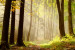 Wall Mural A Walk in the Forest - Landscape with a Path Among Trees in the Sunlight 60572