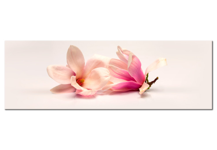 Bild auf Leinwand Beautiful Magnolias 97372