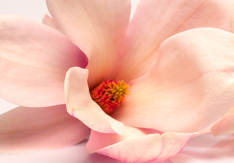 Obraz Piękne magnolie 97372 additionalImage 5