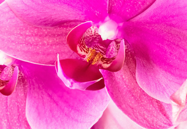 Obraz Eteryczna orchidea - róż 58482 additionalImage 5