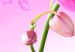 Obraz Eteryczna orchidea - róż 58482 additionalThumb 4