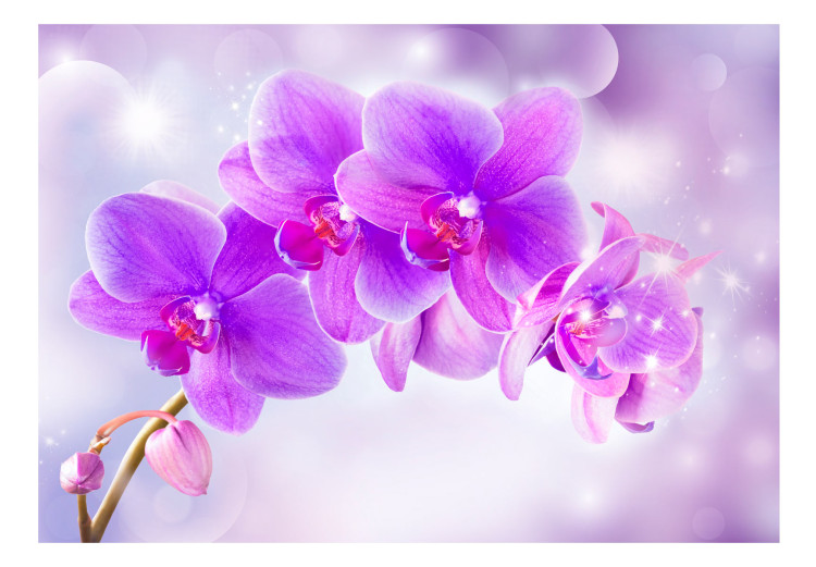 Fototapeta Fioletowe orchidee - motyw kwiatowy na tle z efektem blasku światła 106592 additionalImage 1