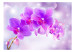 Fototapeta Fioletowe orchidee - motyw kwiatowy na tle z efektem blasku światła 106592 additionalThumb 1