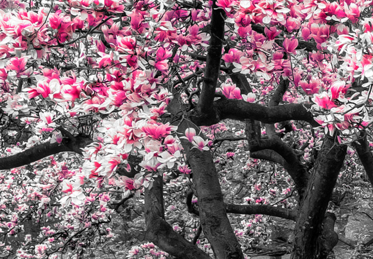 Cuadro moderno Magnolias en flor - un tríptico con magnolios y flores rosas 128792 additionalImage 5