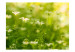 Fototapeta Natura wiosenną porą - pejzaż świeżej łąki ze zbliżeniem na kwiaty 60492 additionalThumb 1