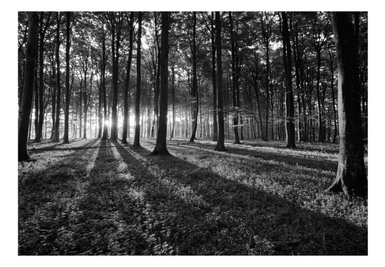 Fototapeta The Light in the Forest 61892 additionalImage 1