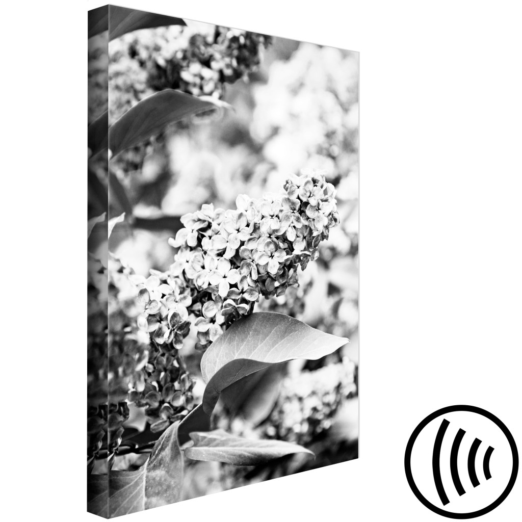 Schilderij  Andere Bloemen: Bloeiende Sering - Zwart-wit Foto Van Een Lila Struik Met Bloemen