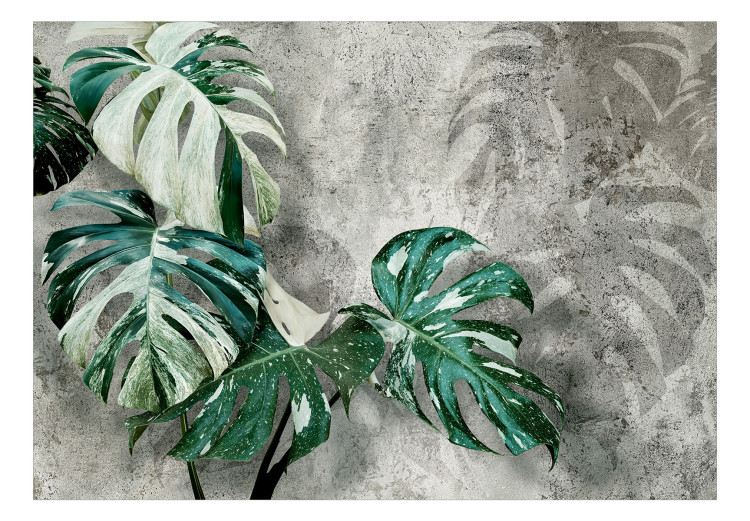 Fototapeta Zielone liście monstery - motyw roślinny na betonowym tle z cieniem 135503 additionalImage 1