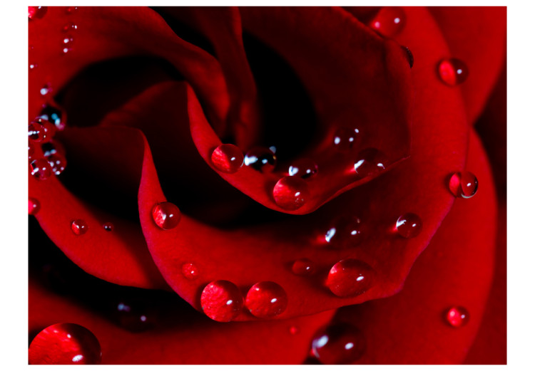 Wall Mural Red Rose and Dew Drops - Natural Plant Motif with a Rose Flower 60303 additionalImage 1