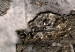 Decoración en corcho Opalescent Map [Cork Map] 92203 additionalThumb 6