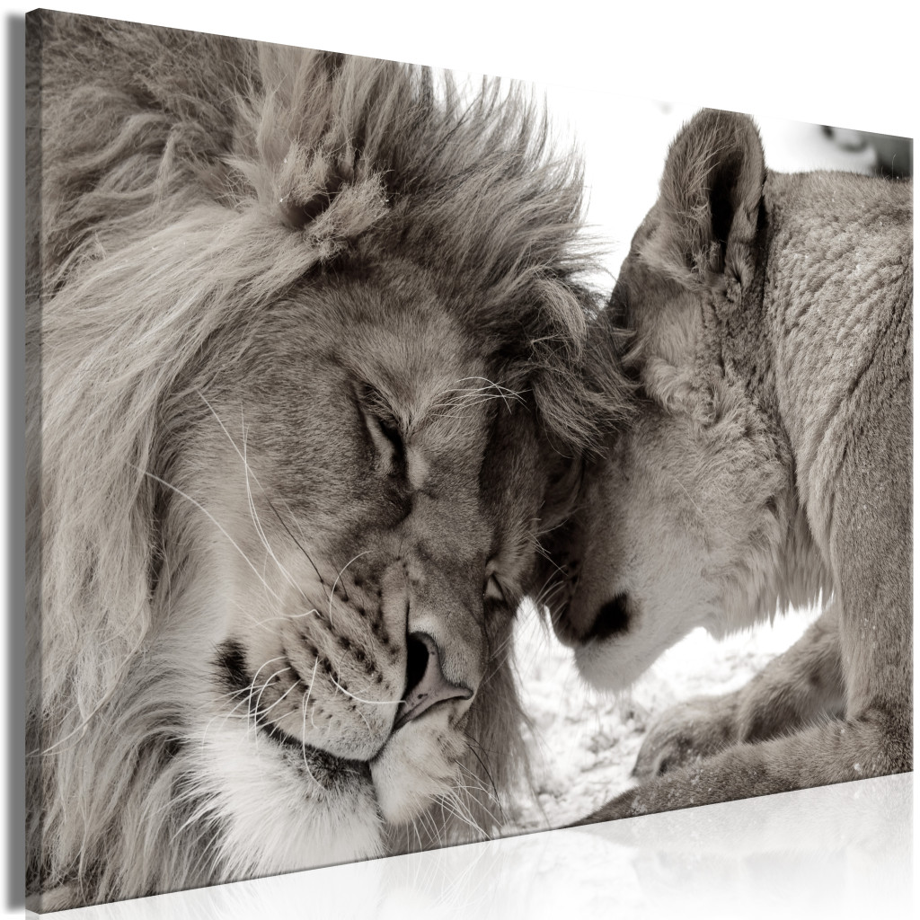 Lion Love [Large Format]