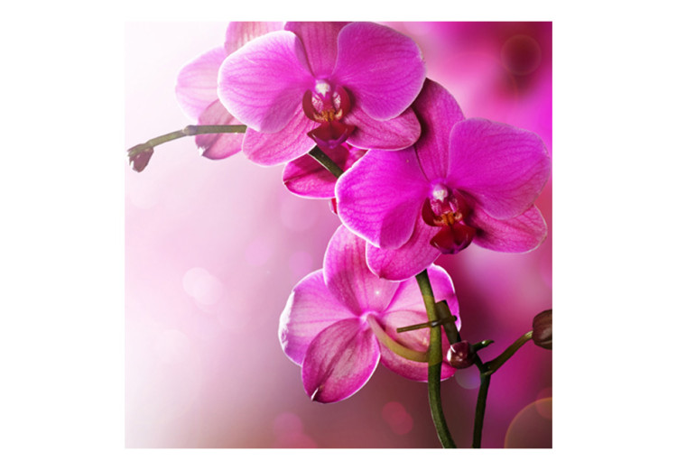 Wall Mural Pink Orchid Flowers - Fresh Flower Motif on a Delicate Background 60623 additionalImage 1