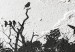 Obraz Ptasi azyl (1-częściowy) - cień drzewa na czarno-białym tle tekstury 117233 additionalThumb 5