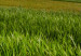 Wall Poster Field Before the Storm [Poster] 128533 additionalThumb 11
