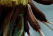Obraz Fragment dojrzałego dmuchawca - fotografia rośliny z bliska  136033 additionalThumb 4