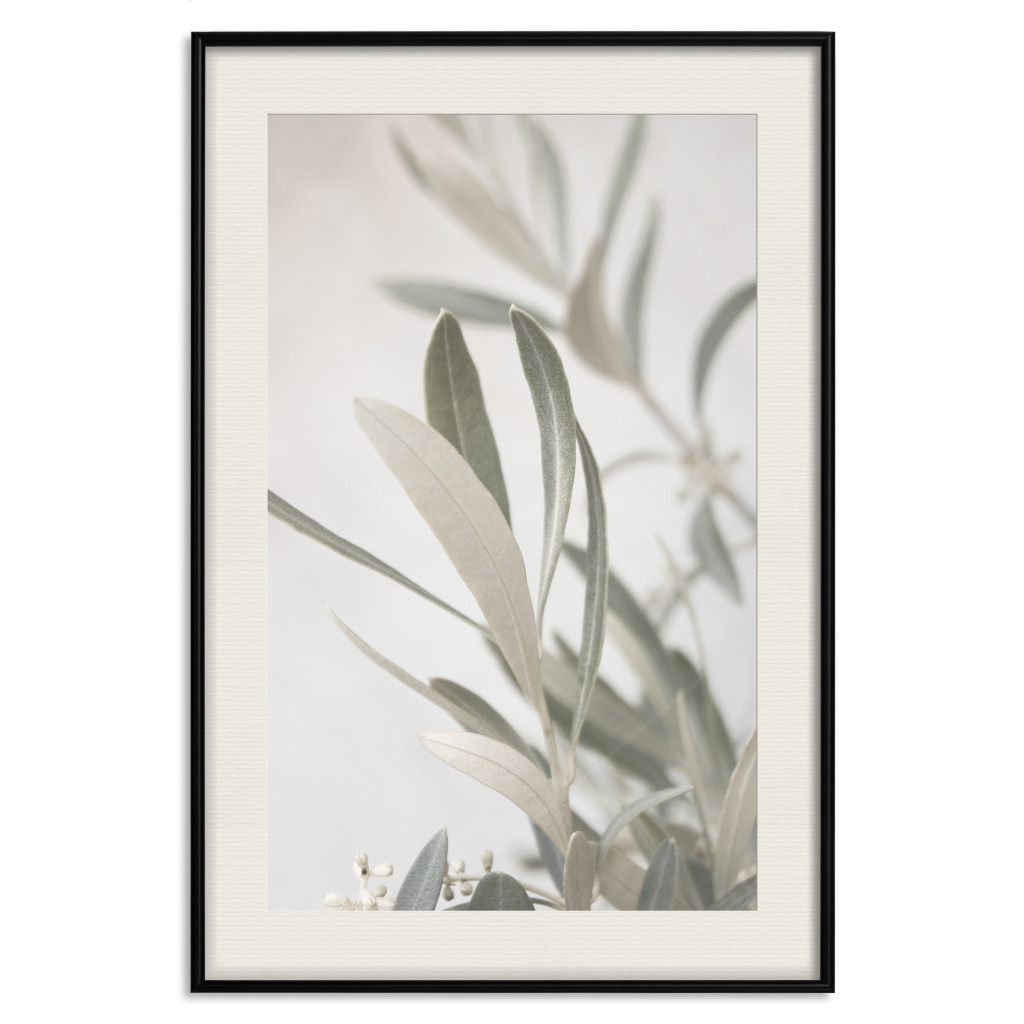 Muur Posters Olive Tree Twig - Frame For A Fragment Of Mediterranean Vegetation