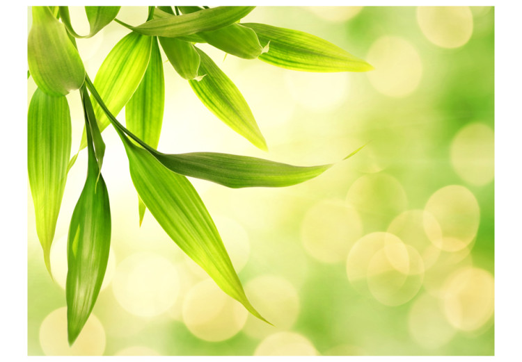 Fototapeta Zielone liście bambusa - naturalne zbliżenie na rośliny na jasnym tle 60433 additionalImage 1