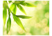 Fototapeta Zielone liście bambusa - naturalne zbliżenie na rośliny na jasnym tle 60433 additionalThumb 1