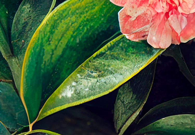 Quadro su tela Tea Camellias - Colorful Flowers in Full Bloom 149843 additionalImage 5