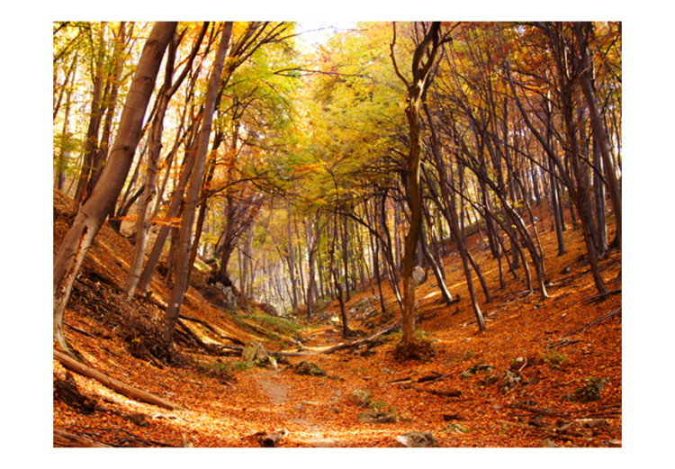 Fototapeta Las w barwach jesieni - pejzaż natury jesienią z opadniętymi liśćmi 59843 additionalImage 1