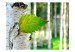 Fototapeta Liść brzozy - jasny pejzaż lasu z drzewem brzozy i promieniami słońca 60443 additionalThumb 1
