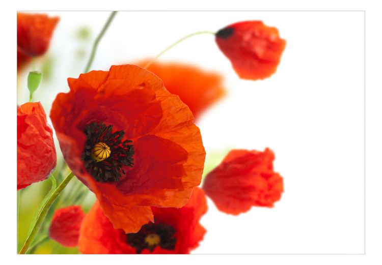 Wall Mural Poppies on the wihite background 60643 additionalImage 1