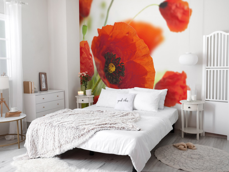 Wall Mural Poppies on the wihite background 60643