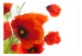 Wall Mural Poppies on the wihite background 60643 additionalThumb 1