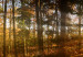 Wandbild Beautiful Forest  93943 additionalThumb 4