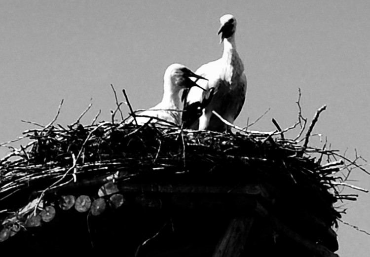 Quadro moderno Orizzonti genitoriali - foto in bianco e nero con uccelli e cielo 122353 additionalImage 5