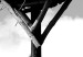 Quadro moderno Orizzonti genitoriali - foto in bianco e nero con uccelli e cielo 122353 additionalThumb 4