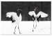 Obraz Tańczące żurawie (1-częściowy) szeroki 125353