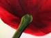 Cuadro moderno Flores rojas (3 piezas) - arreglo de tulipanes en fondo pastel 48653 additionalThumb 3
