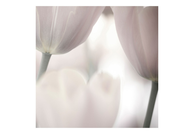 Wall Mural Tulips - Macro Shot of Tulip Flowers in Subtle Shades 60353 additionalImage 1