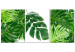 Canvas Art Print Palm Leaves (3 Parts) 108563