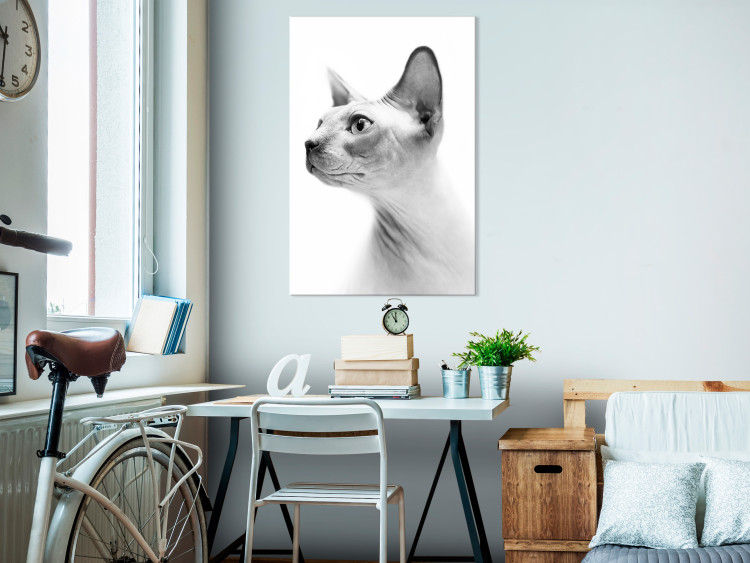Obraz Zadumany sfinks - czarno-biały portret kota bez sierści na białym tle 116463 additionalImage 3