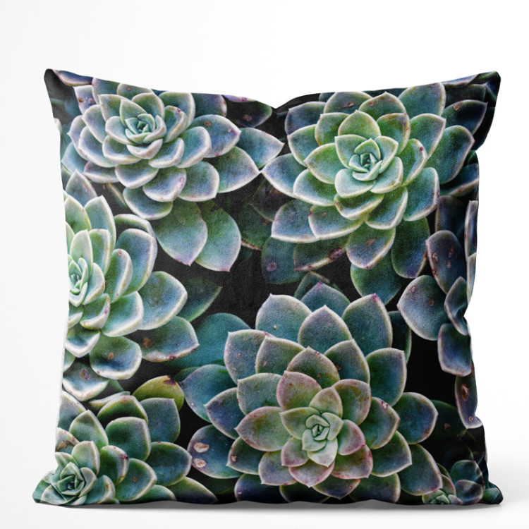 Sammets kudda Symmetry of succulents - a plant composition with rich detailing 147063