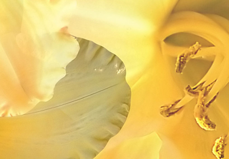 Obraz Delikatne lilie w odcieniu żółtym 58663 additionalImage 5