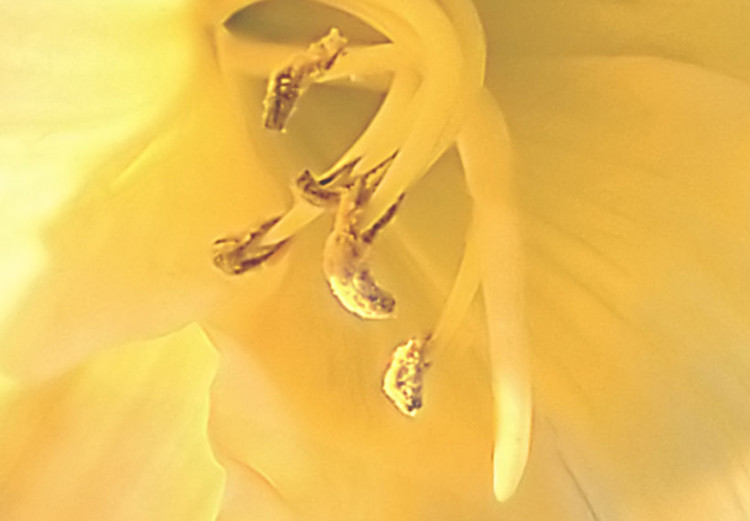 Obraz Delikatne lilie w odcieniu żółtym 58663 additionalImage 4