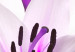 Obraz na szkle Fioletowa lilia pustynna [Glass] 92373 additionalThumb 5