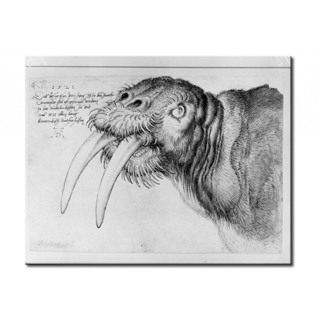 Cópia Impressa Do Quadro Head Of A Walrus
