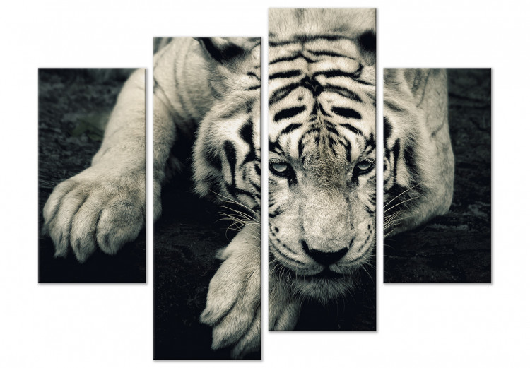 Composizione in quattro parti con una tigre sdraiata
