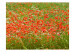 Papier peint moderne Prairie fleurie - Prairie verte avec des coquelicots rouges au centre 60393 additionalThumb 1