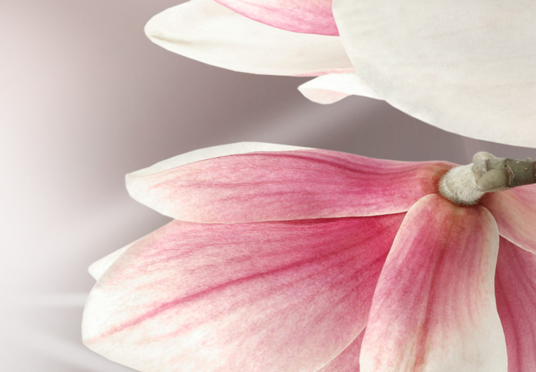 Obraz Olśniewające magnolie (5-częściowy) szeroki 107904 additionalImage 4