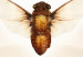 Wandbild Freigelassen von Amber - abstraktes goldenes 3D-Thema mit Insekt 122304 additionalThumb 4